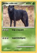 border collie