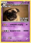 beg pug