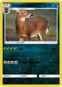 whitetail deer