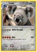 Koala