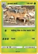 grown wolf