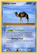 Arabian Camel