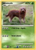labradoodle