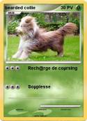 bearded collie