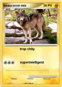 beauceron mix