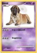 mastiff