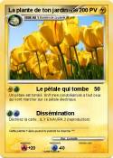 La plante de