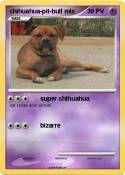 chihuahua-pit-bull