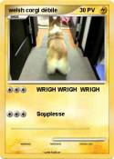 welsh corgi
