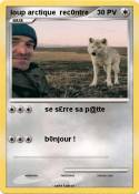 loup arctique