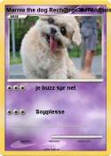Marnie the dog