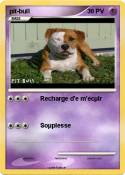 pit-bull