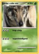 border collie