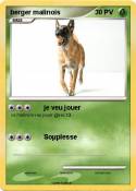 berger malinois