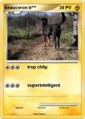beauceron b***