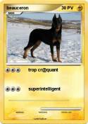 beauceron