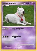 dogue argentin