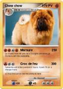 Chow chow 5