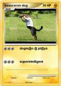 beauceron dog