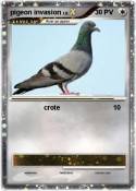 pigeon invasion