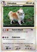 Chihuahua