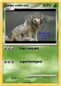 border collie