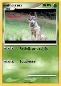 malinois mix