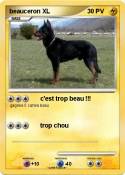 beauceron XL