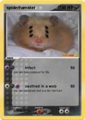 spiderhamster