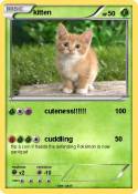 kitten