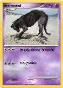 deerhound