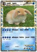 petit lapin