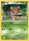 Wolflower