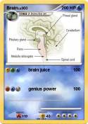 Brain