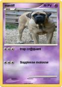 mastiff