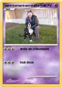 saint-bernard-am'staffie