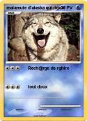malamute d'alas