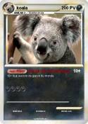 koala