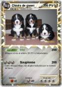 Chiots de gwen