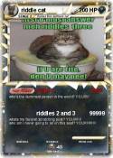 riddle cat