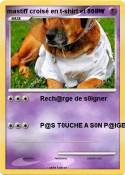 mastiff croisé