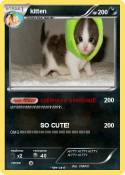 kitten