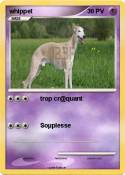whippet