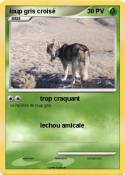 loup gris crois