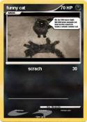 funny cat