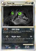Feral Cat