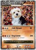 CUTEST DOG EVER