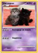 chat mignon