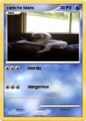 caniche blanc