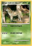 berger malinois